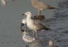 Caspian Gull at Hole Haven Creek (Steve Arlow) (57693 bytes)
